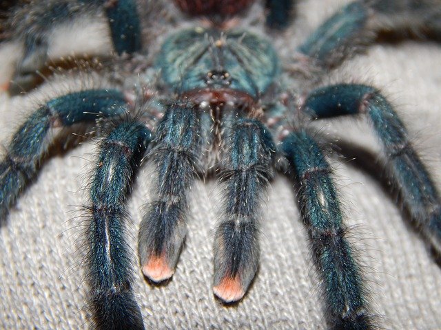 Creeping Killers of the Australian Continent