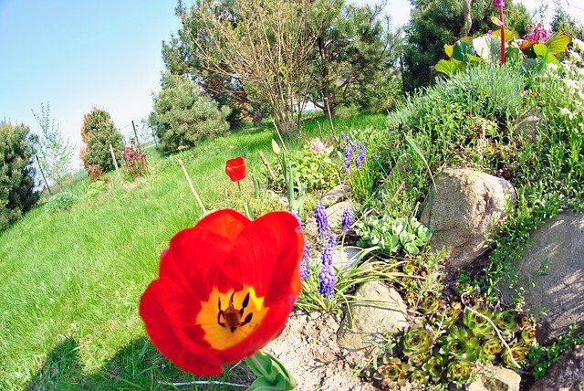 Rock gardens bring new life to the garden