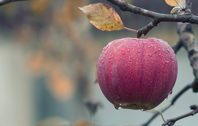 How to Winterize Your Garden