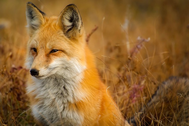 Por qué comemos unos animales y no otros